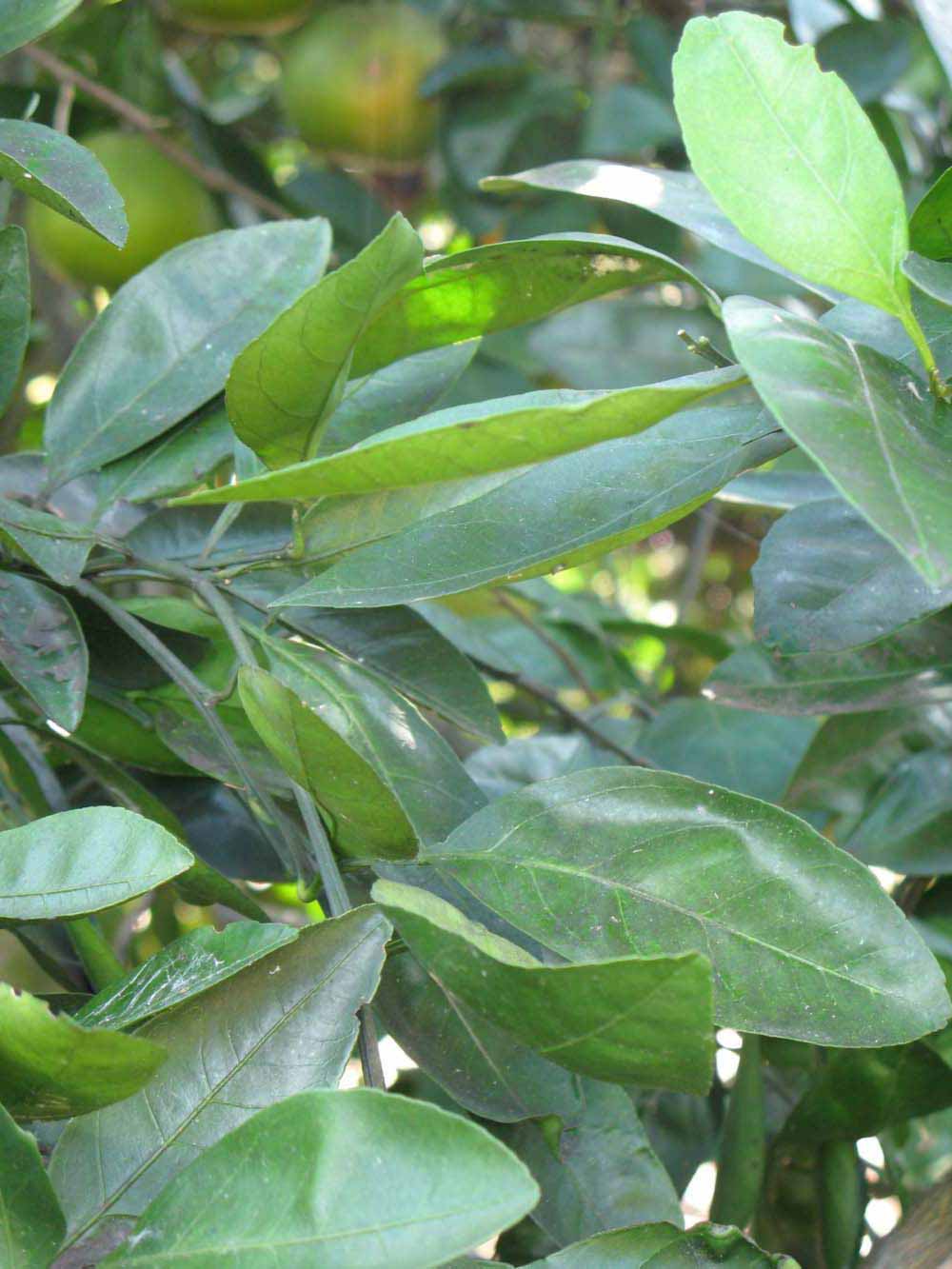            Shade leaves (Winter Haven, FL)   